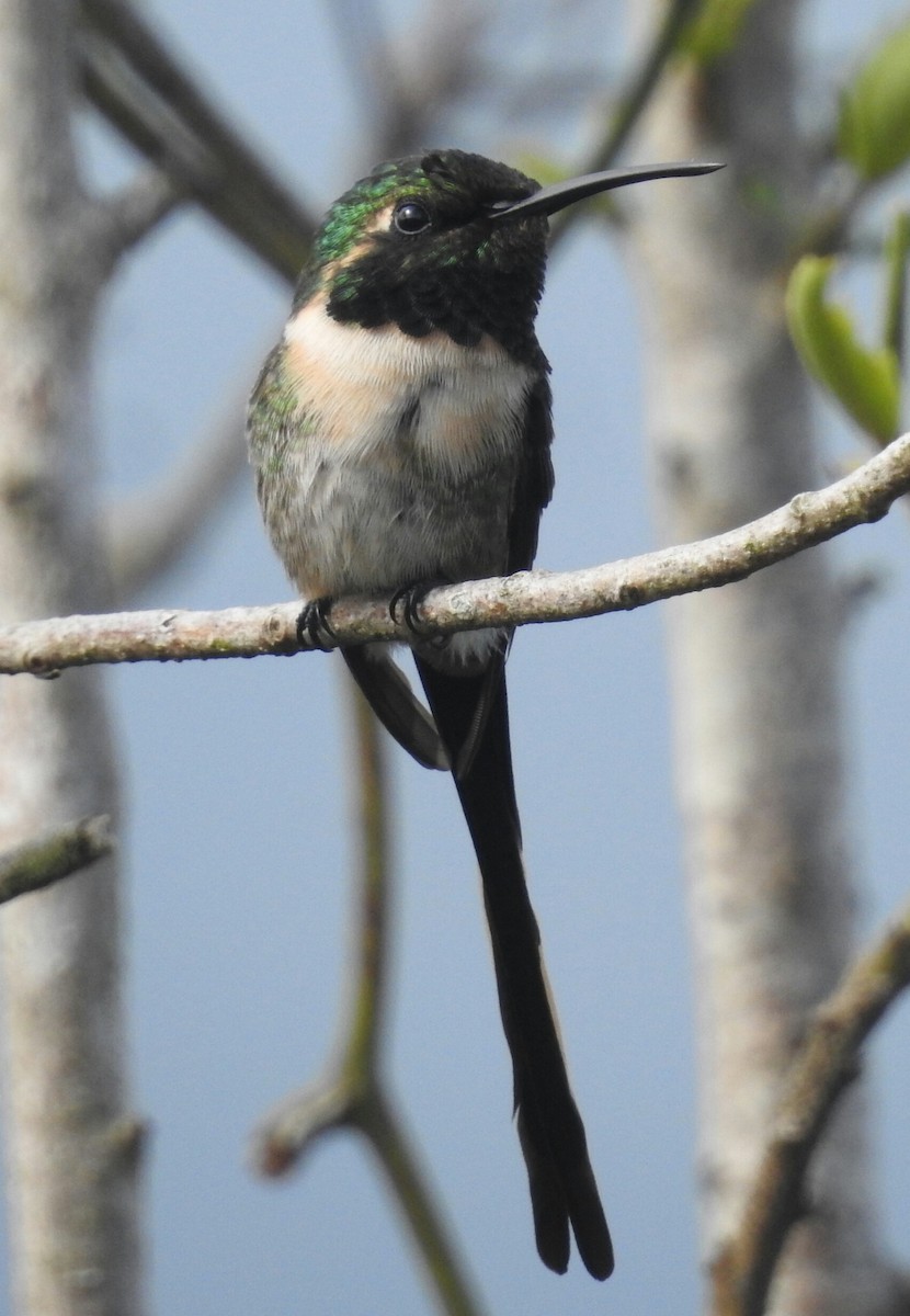 Colibri à queue singulière - ML171278811