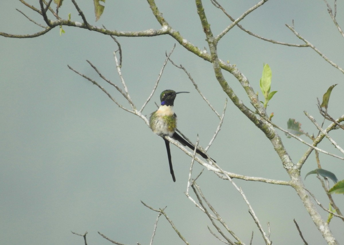 Colibri à queue singulière - ML171278841