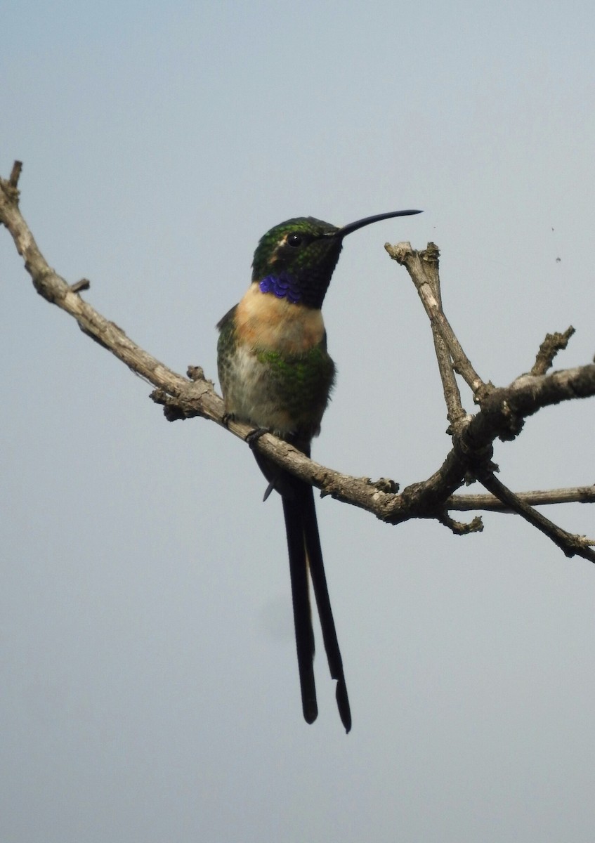 Colibri à queue singulière - ML171278881