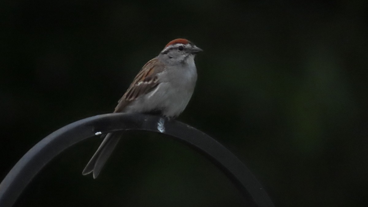 Chipping Sparrow - ML171286151