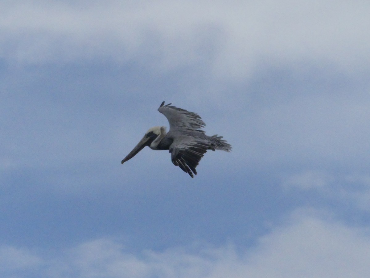 Brown Pelican - ML171286341