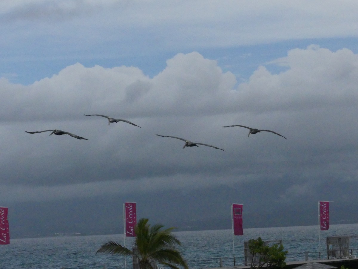 Brown Pelican - ML171286421