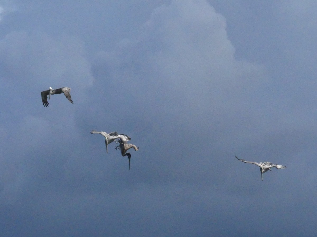 Brown Pelican - ML171287401