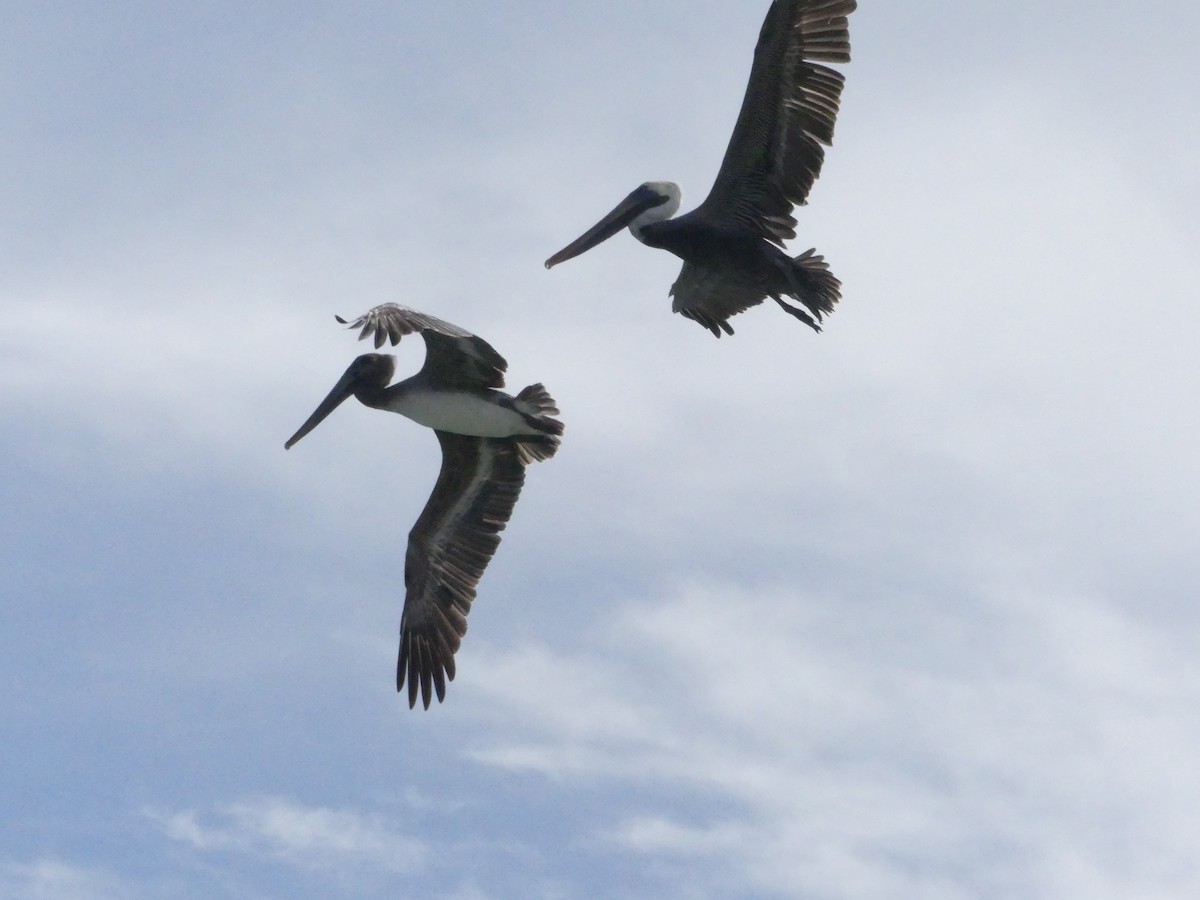 Brown Pelican - ML171287691