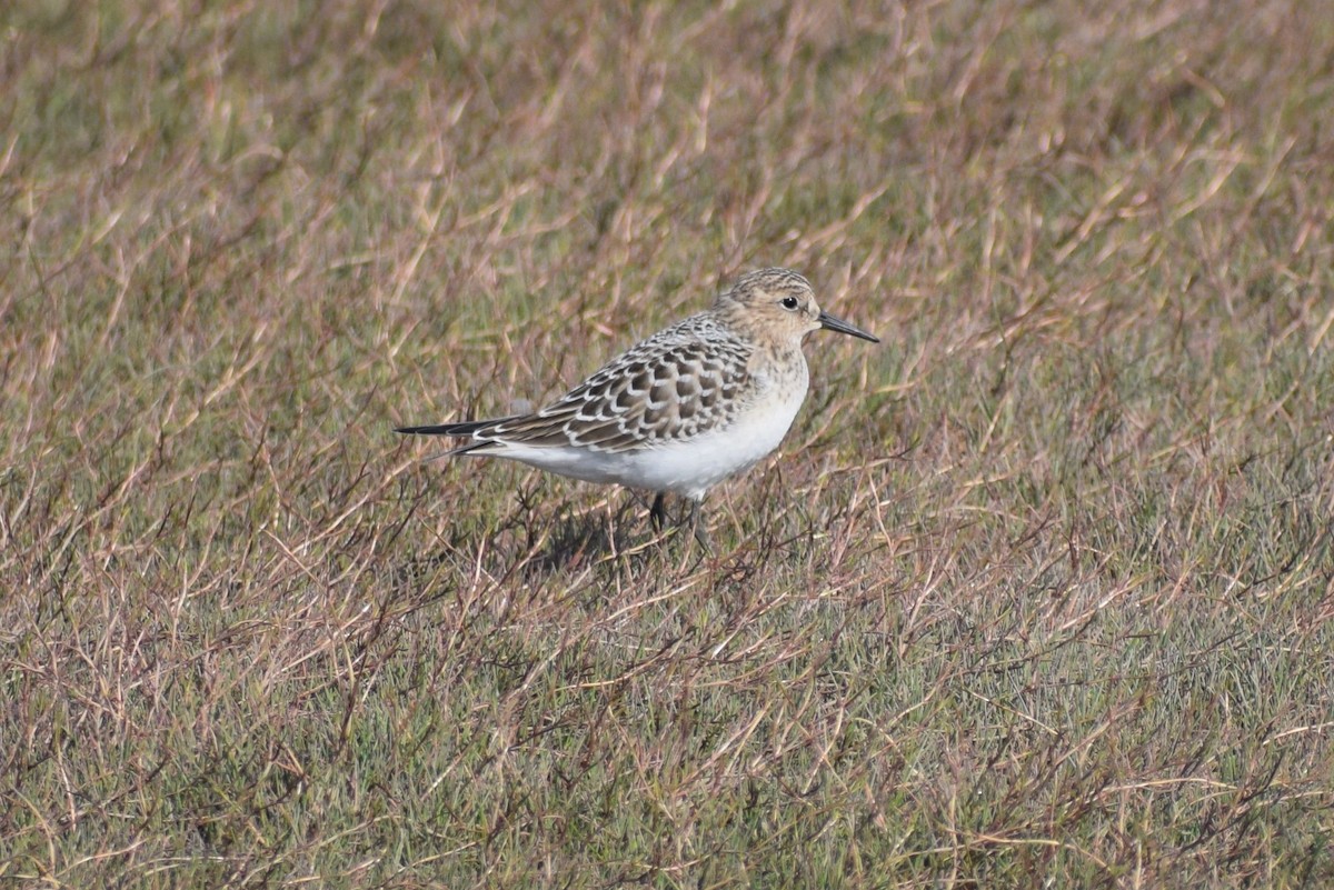 Baird's Sandpiper - Syd Cannings