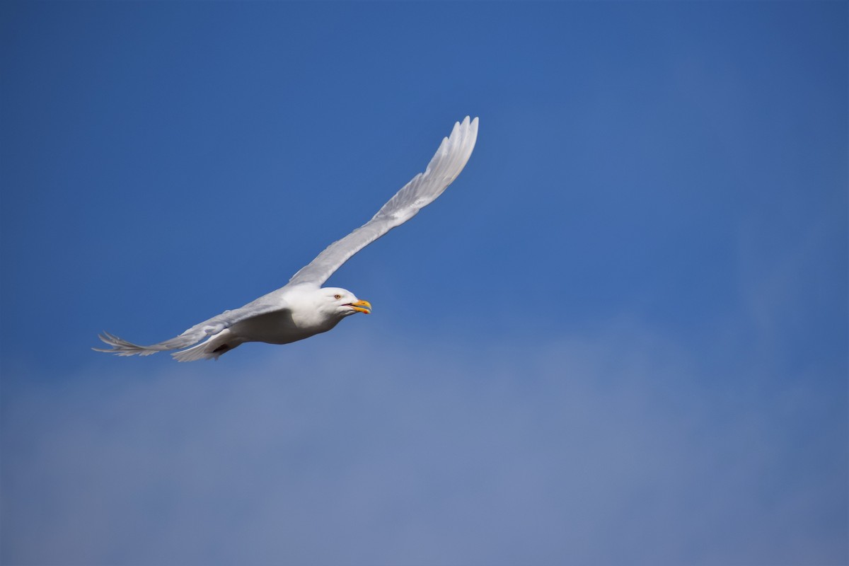 Glaucous Gull - Syd Cannings