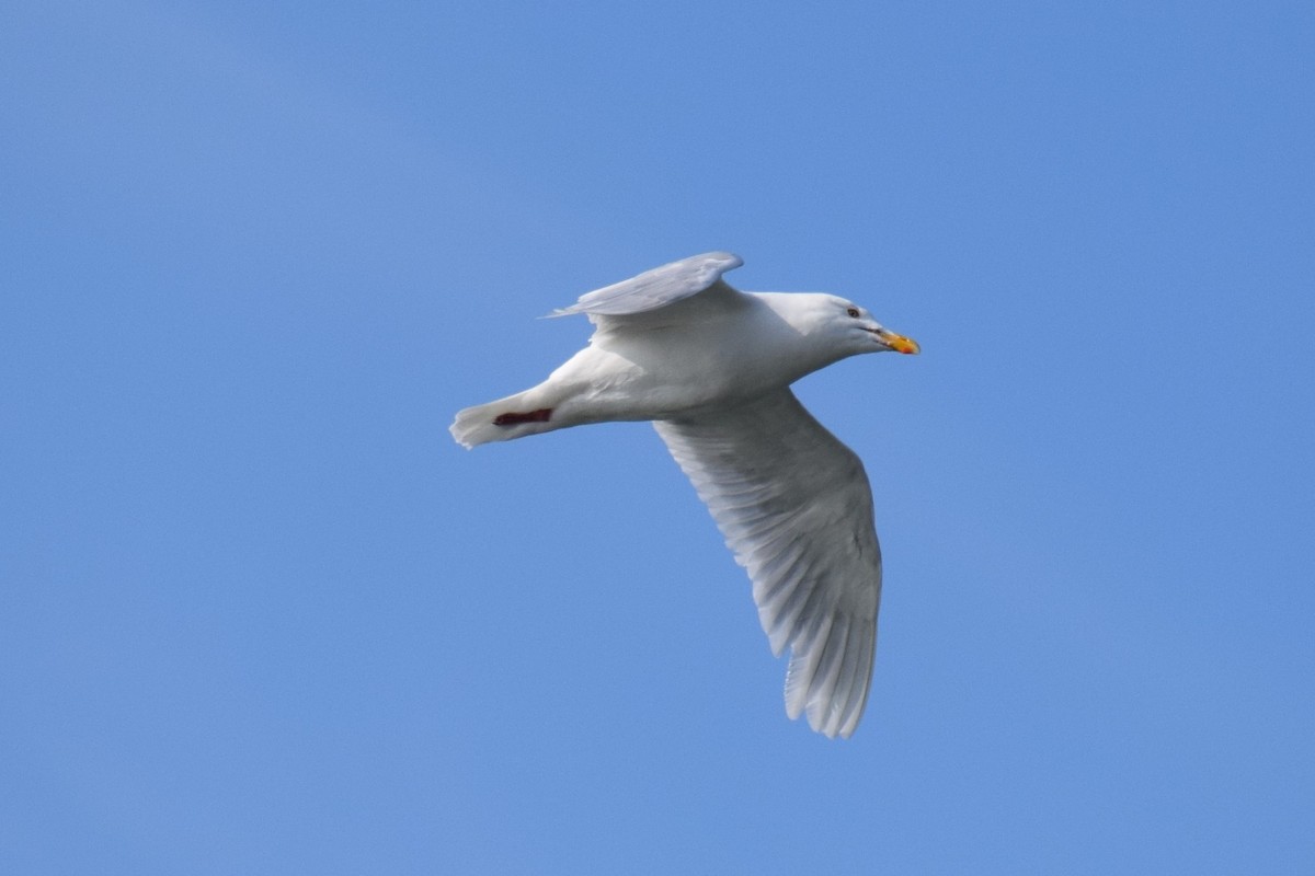 Glaucous Gull - Syd Cannings