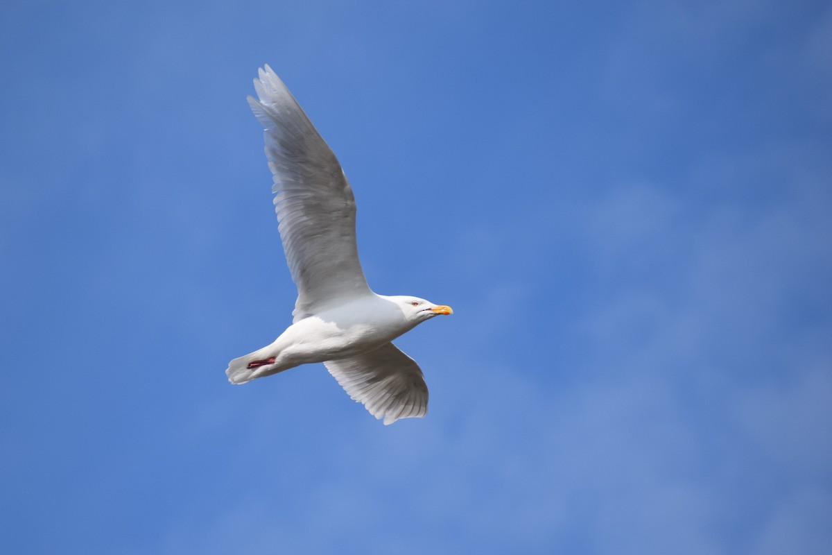 Glaucous Gull - Syd Cannings