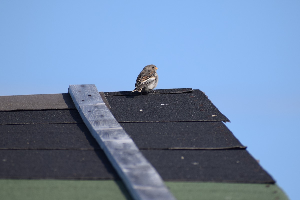 Snow Bunting - ML171289261