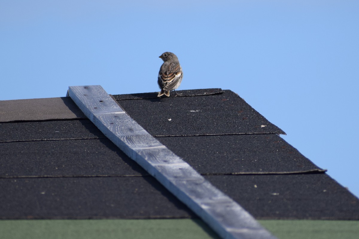 Snow Bunting - ML171289271