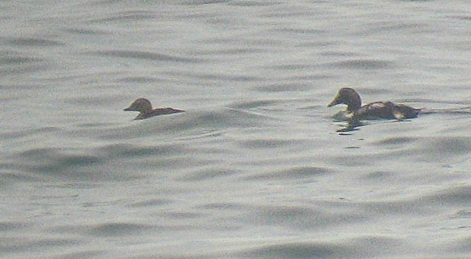 King Eider - ML171291321