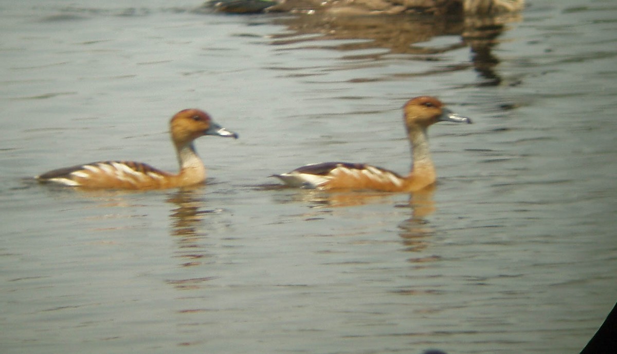 Fulvous Whistling-Duck - Doug Gochfeld