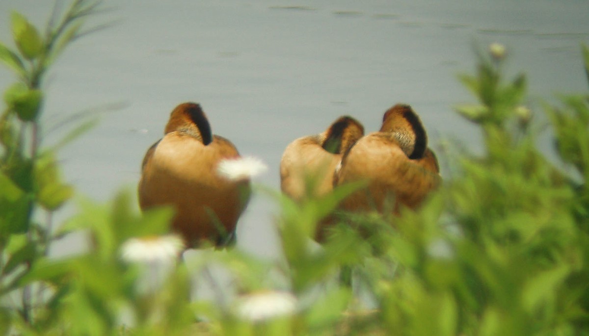 Fulvous Whistling-Duck - Doug Gochfeld