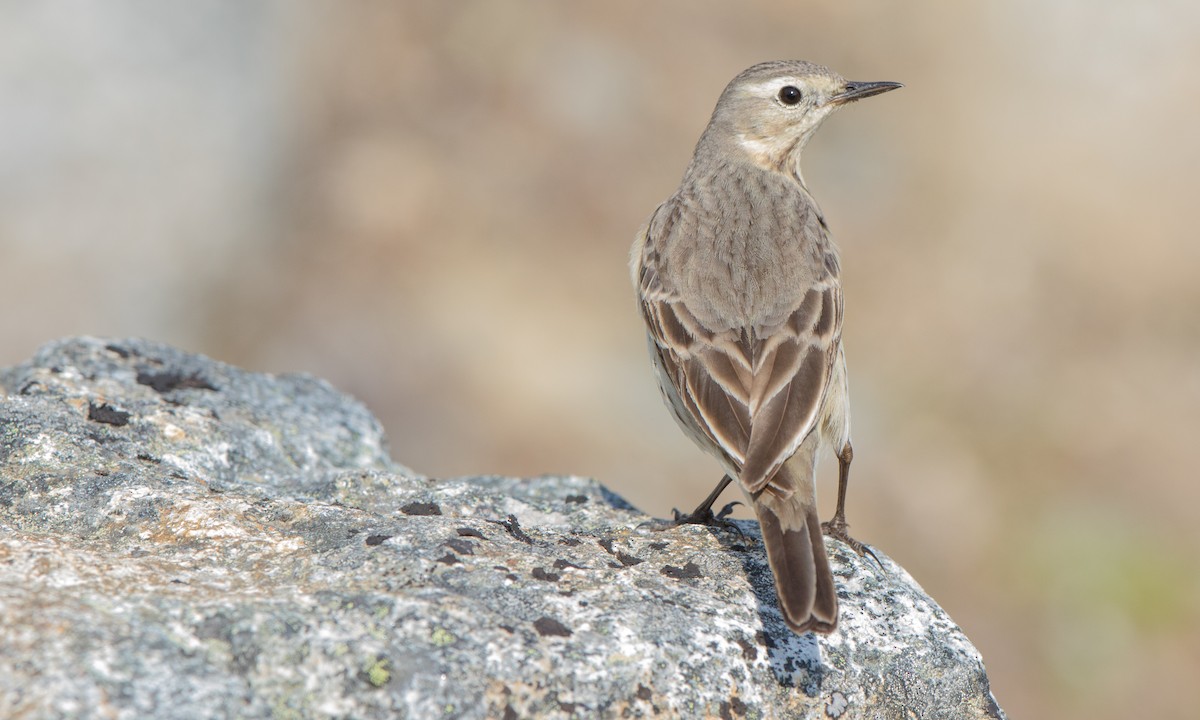 Pipit d'Amérique - ML171293271