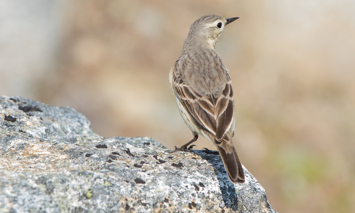 American Pipit - Steve Kelling