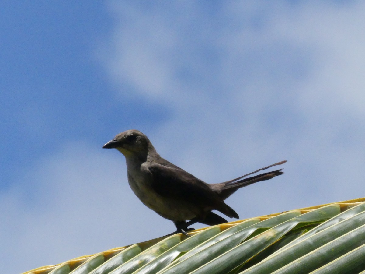 Carib Grackle - ML171294711