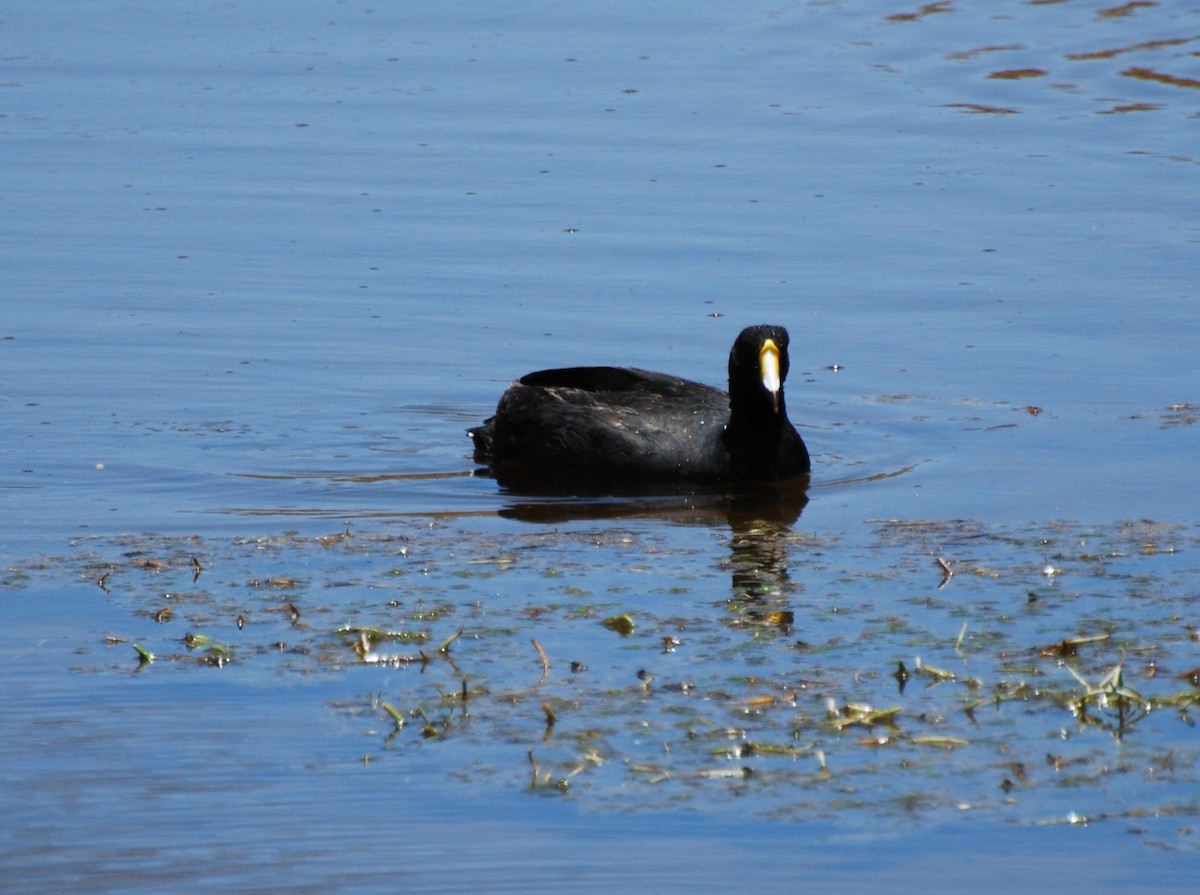 Giant Coot - Butch Carter