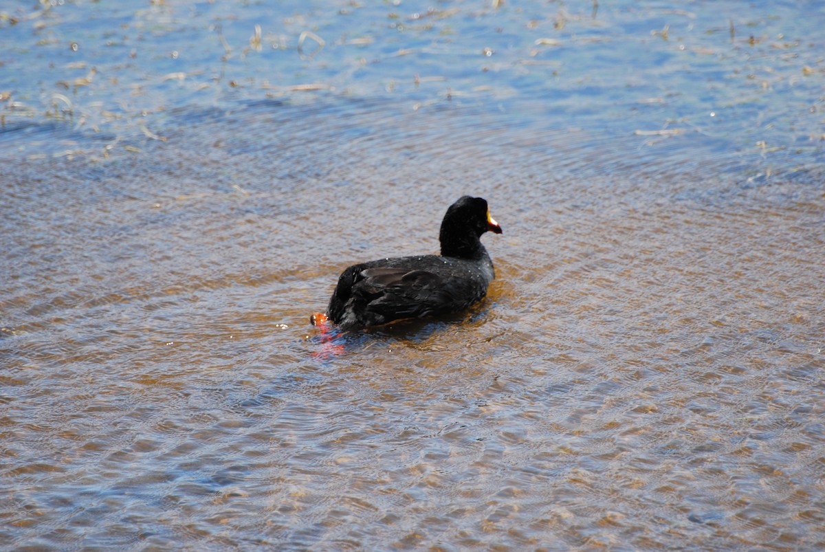 Giant Coot - Butch Carter