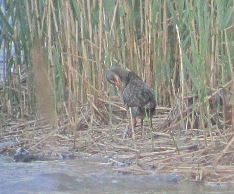 Clapper Rail - ML171295891