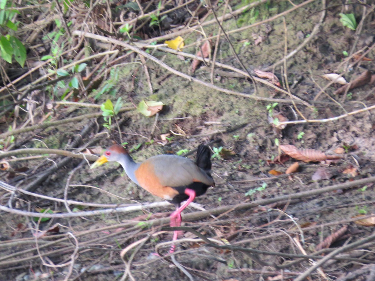 Russet-naped Wood-Rail - ML171296671