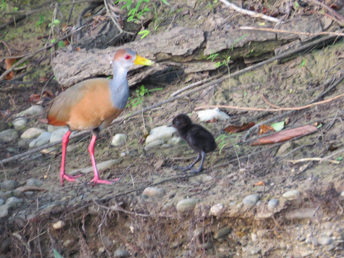 Russet-naped Wood-Rail - ML171296681