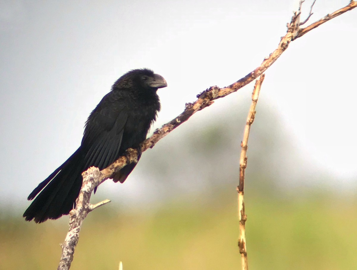 Smooth-billed Ani - ML171296961