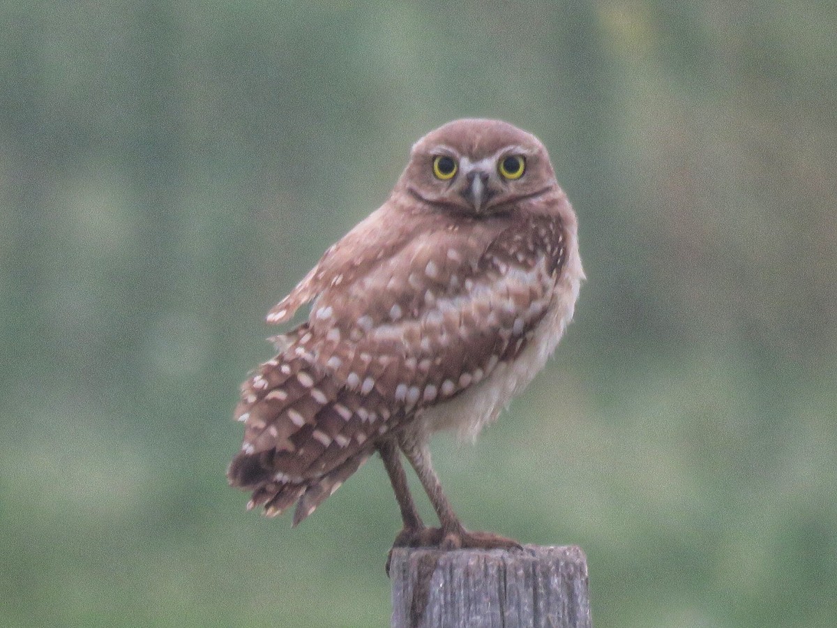 Burrowing Owl - ML171297001