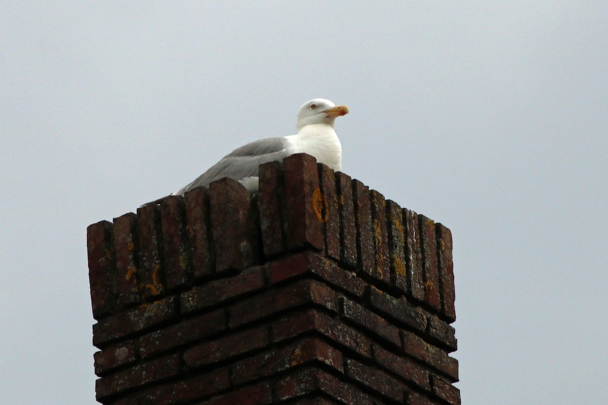 Herring Gull - Letty Roedolf Groenenboom