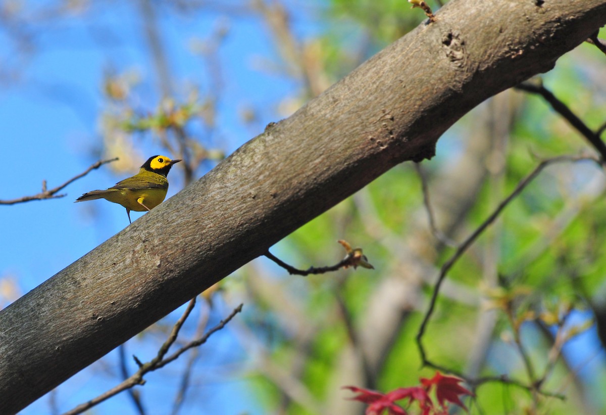 Hooded Warbler - ML171297981