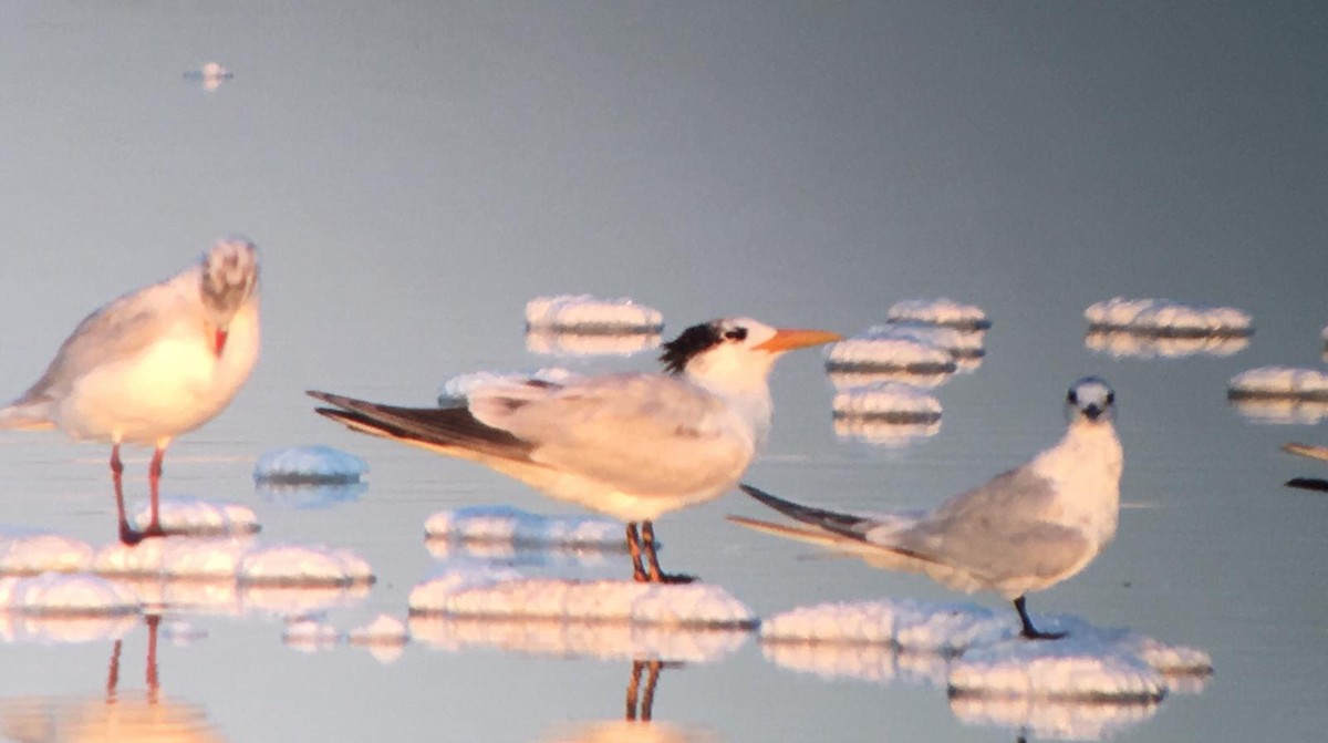 West African Crested Tern - Juan antonio Dominguez diaz