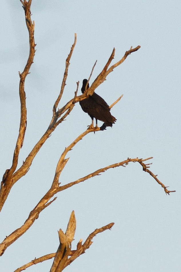 Black Vulture - ML171302531