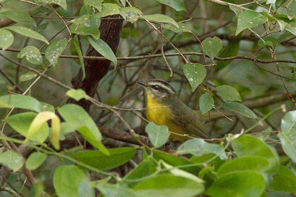 Golden-crowned Warbler - ML171302941