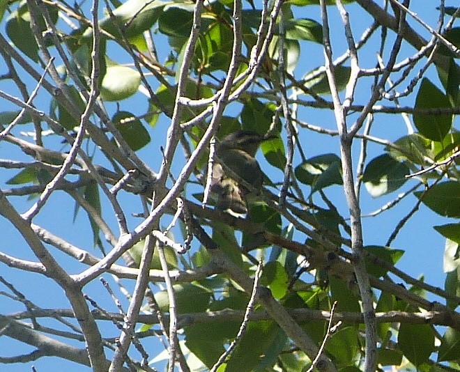 Red-eyed Vireo - ML171303311