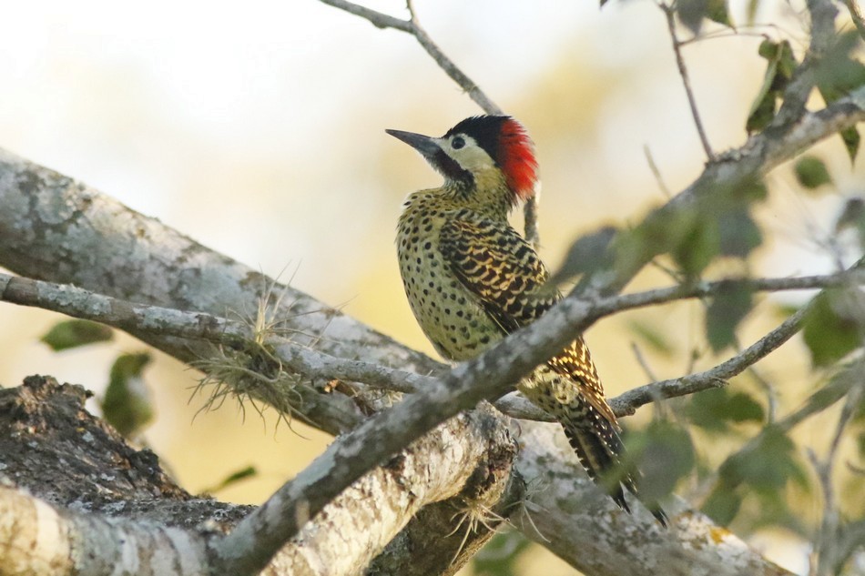 Green-barred Woodpecker - ML171303361