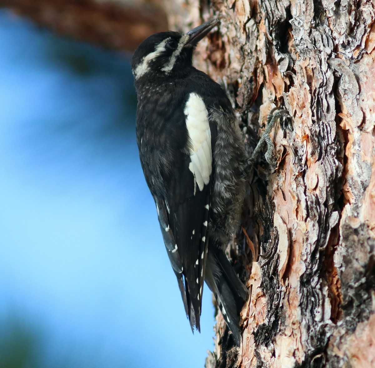 Williamson's Sapsucker - ML171304491