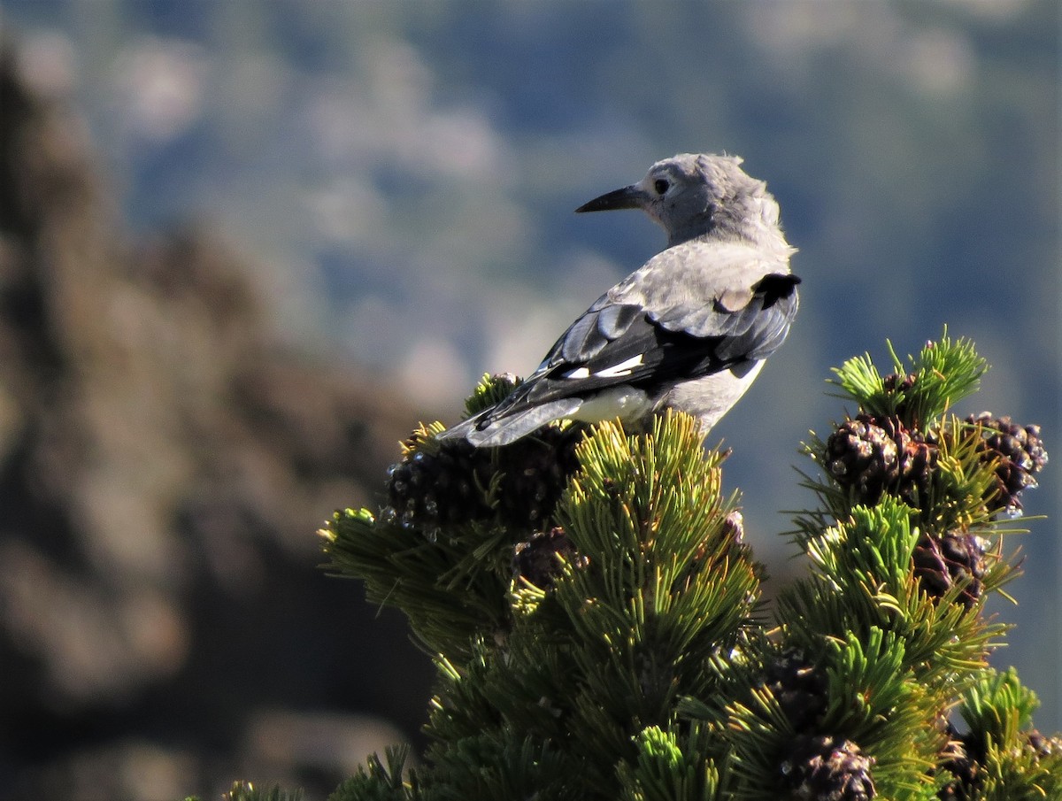 Clark's Nutcracker - ML171305151