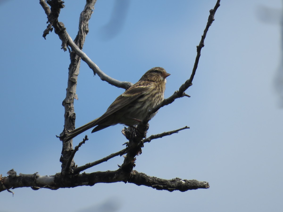 Common Redpoll - Curtis Mahon