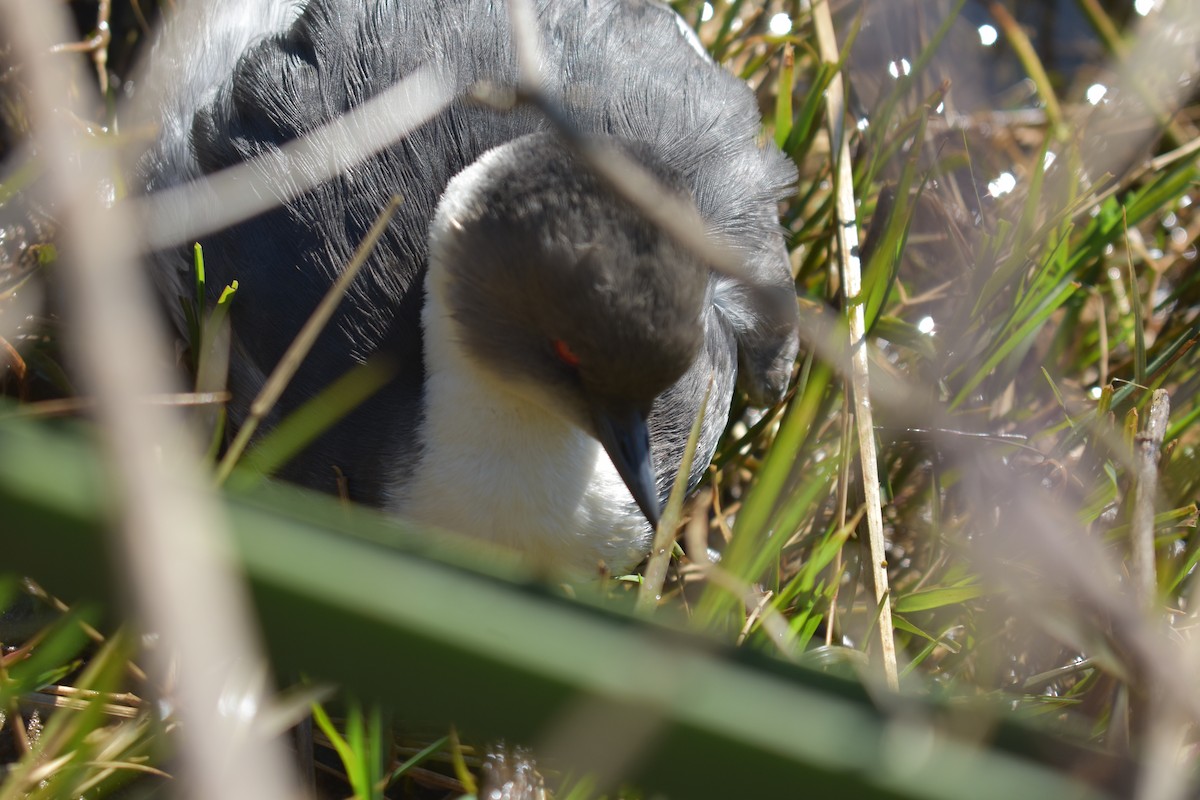 Silvery Grebe (Patagonian) - Fernando  Pizarro