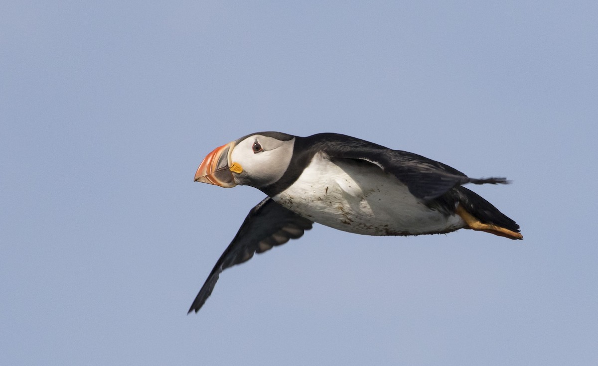 Atlantic Puffin - ML171307131