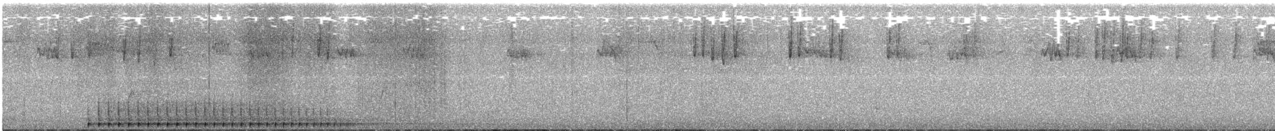 Pic à dos rayé (fasciatus) - ML171307231