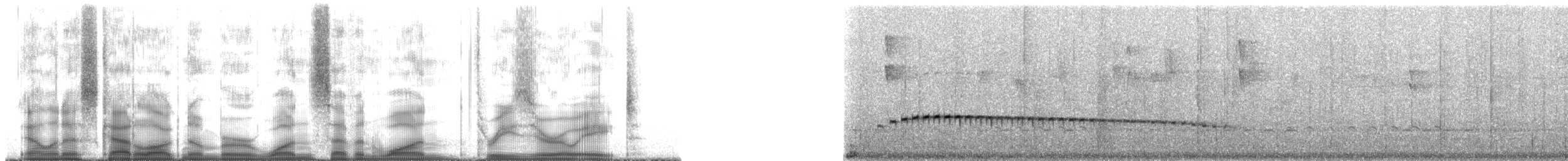 Graukappen-Ameisenpitta - ML171308