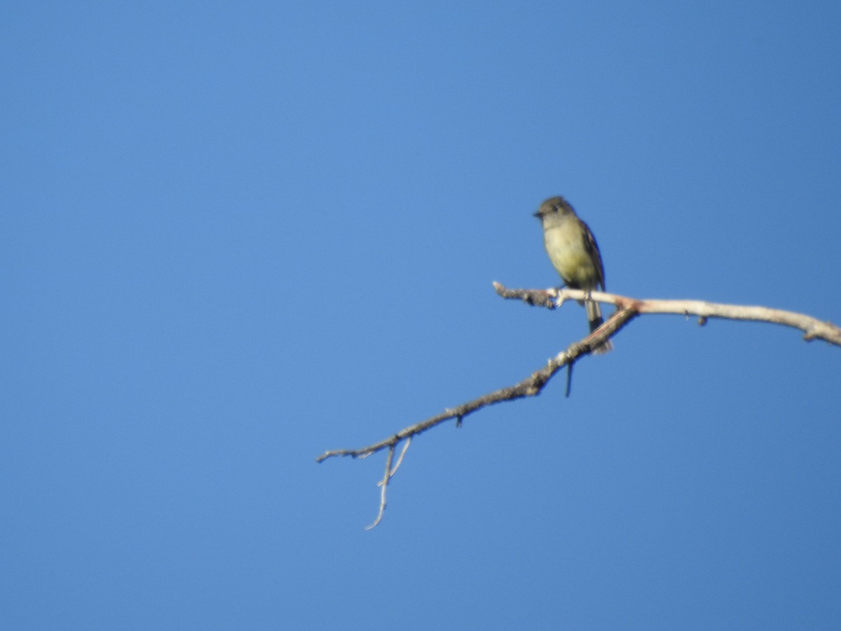 Dusky Flycatcher - ML171309301