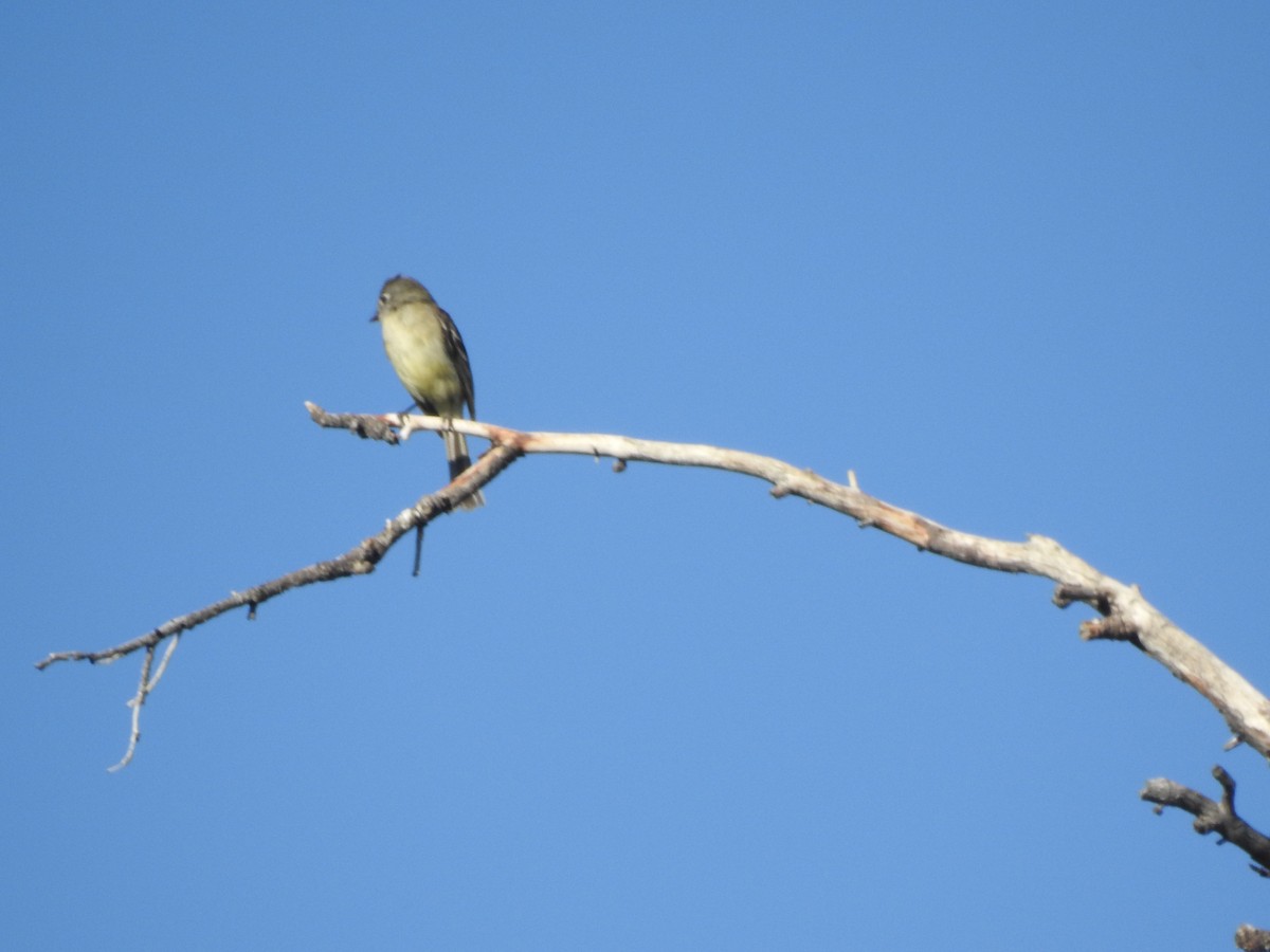 Dusky Flycatcher - ML171309311