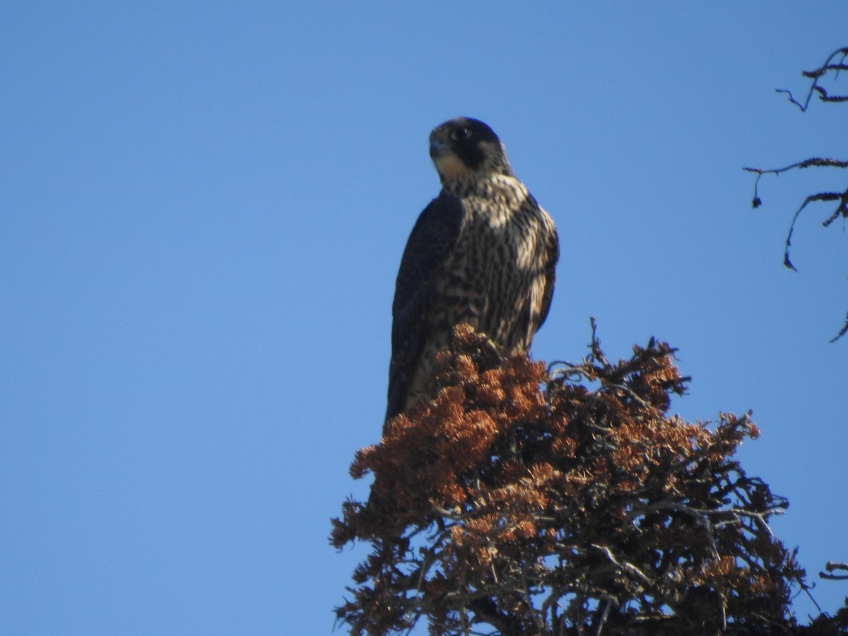 Peregrine Falcon - ML171309401