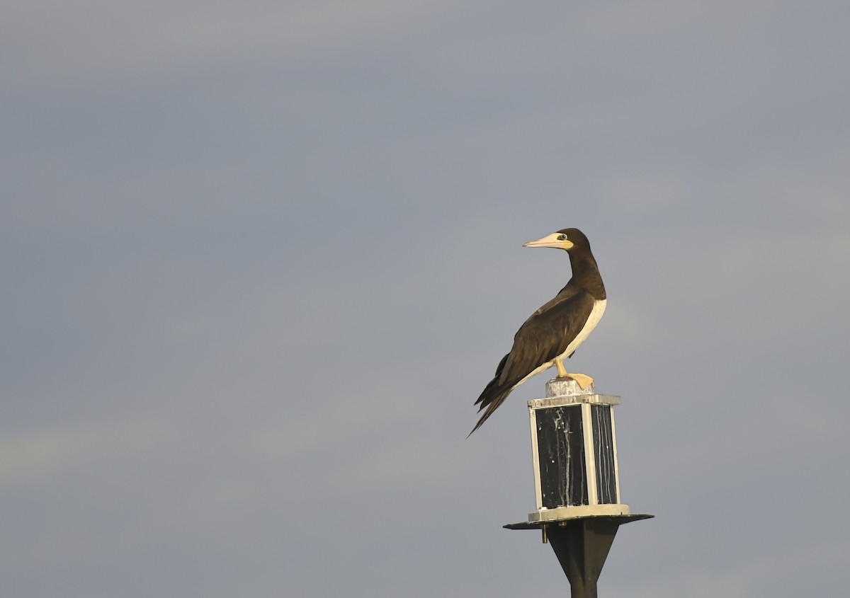 Brown Booby - ML171309451