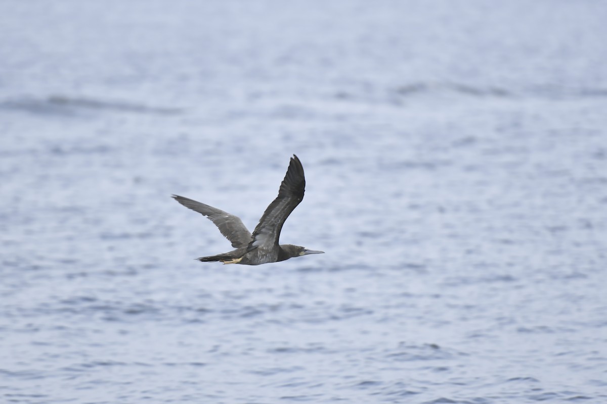 Brown Booby - ML171310371