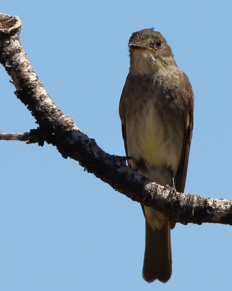 Western Wood-Pewee - ML171310901