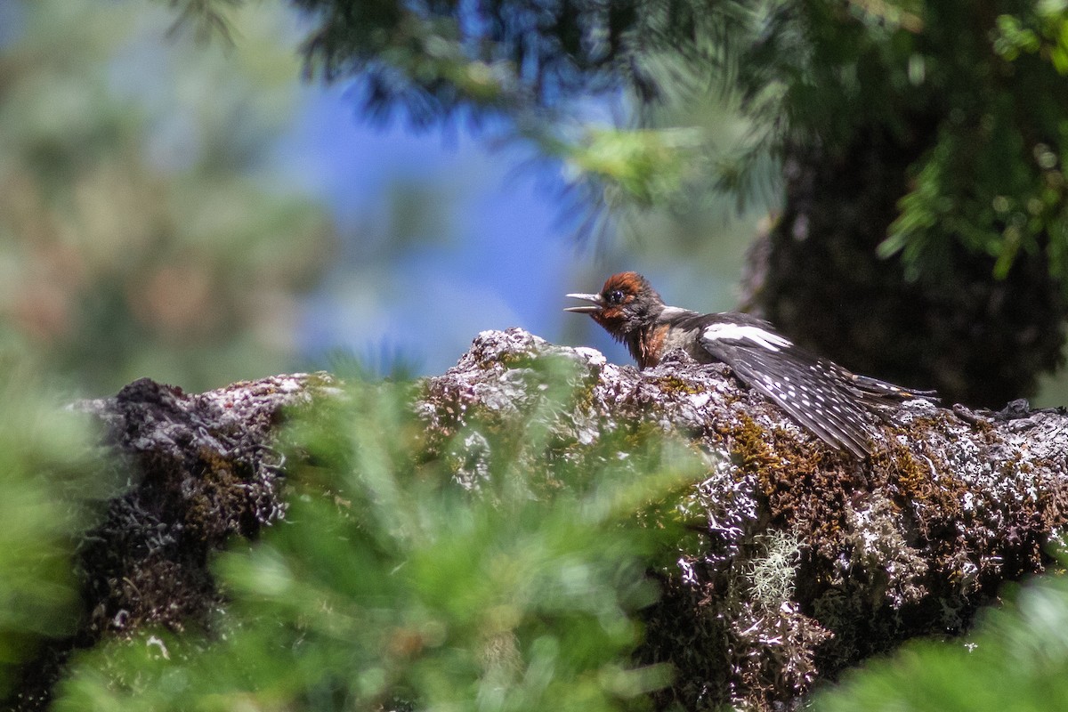 Red-breasted Sapsucker - ML171311131