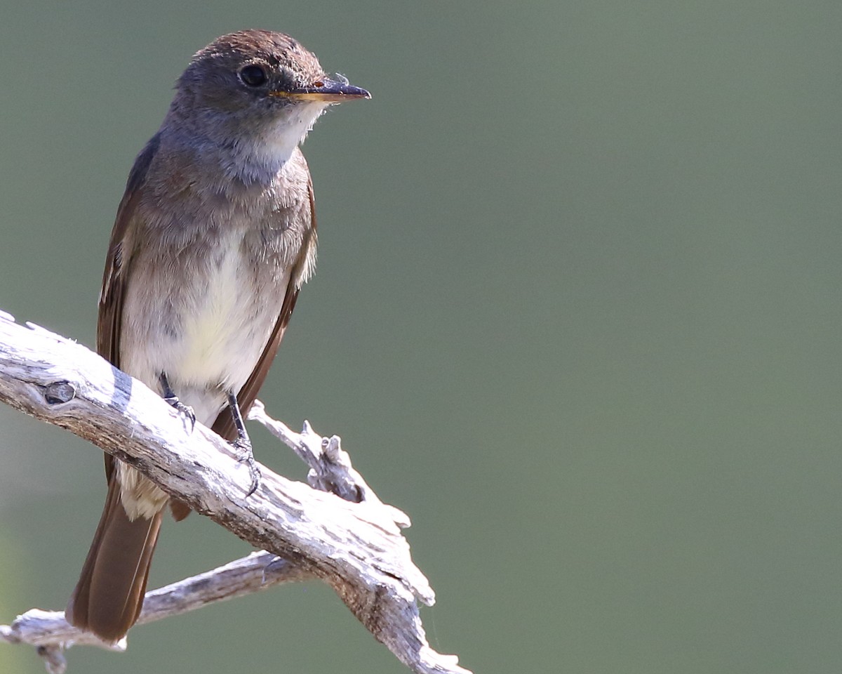 Western Wood-Pewee - ML171311231