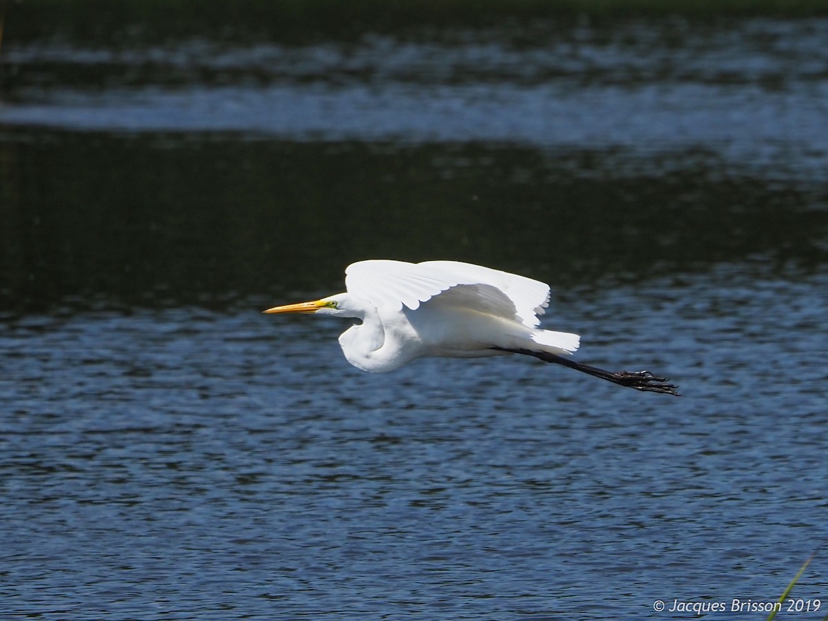 Great Egret - Jacques Brisson
